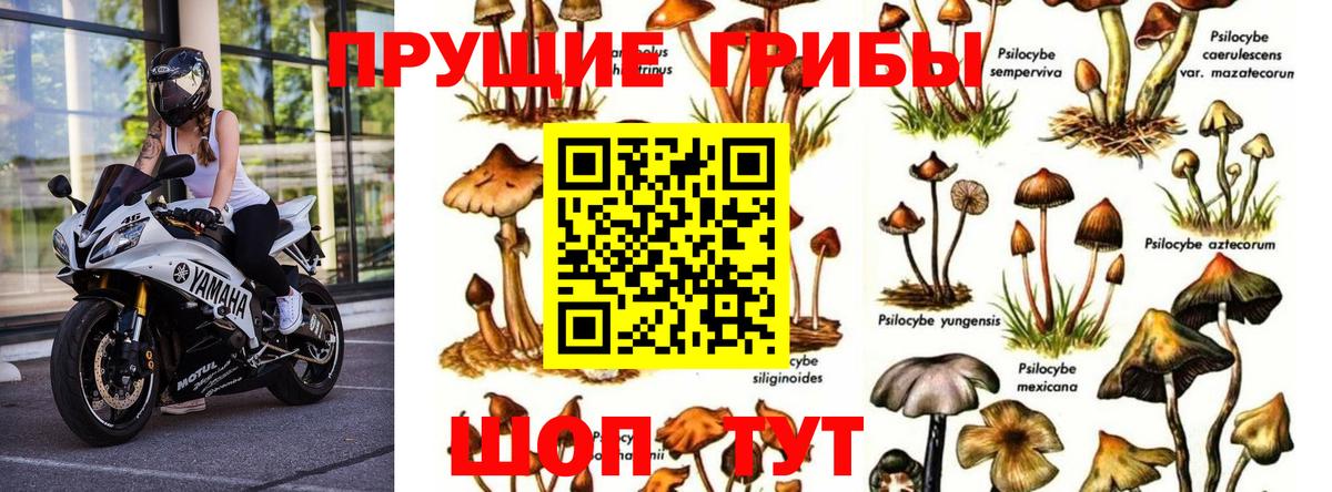 Галлюциногенные грибы прущие грибы  Вход с VPN  Михайловка  Псилоцибиновые грибы MAGIC MUSHROOMS 